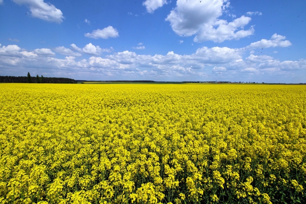 RazomUA - More oil, less money for farmers: how the rapeseed tariff redistributed agricultural profits