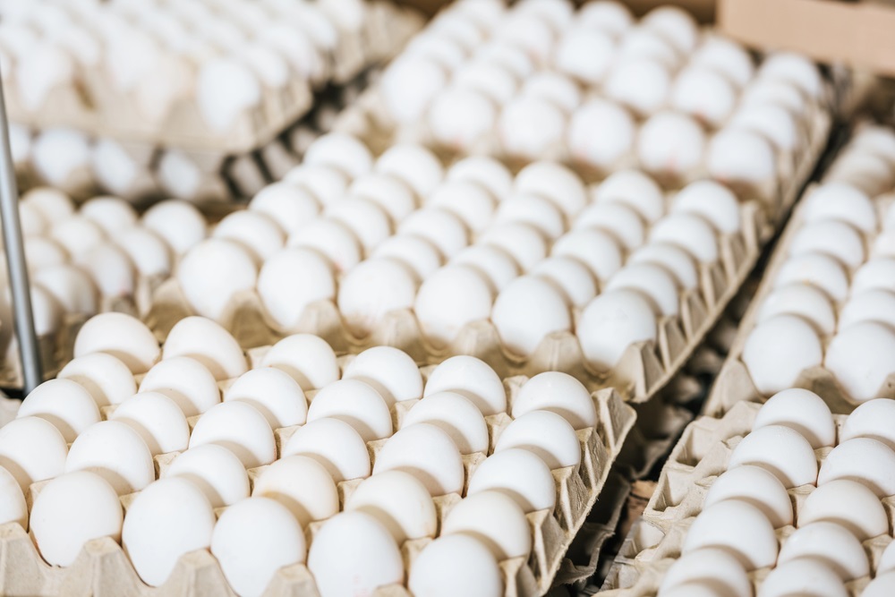 RazomUA - Ukraine exported 2.05 billion eggs in 2025 — how this strengthens its position in the European market