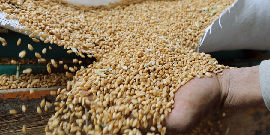 RazomUA - 7 million tonnes of wheat — and nowhere to put it: Ukraine heads into the new harvest with record surpluses