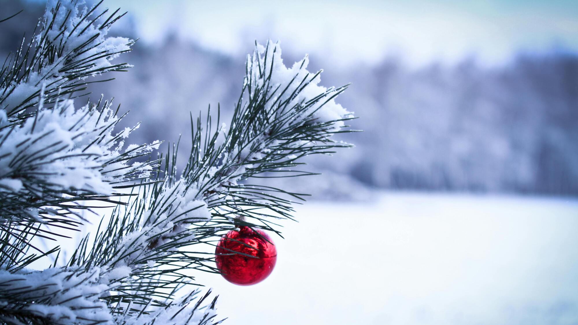 RazomUA - Ліси України розпочали продаж ялинок і планують 140 тис. дерев