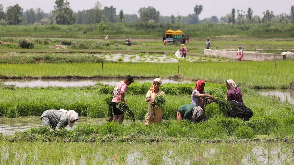 RazomUA - L'Inde se tourne à nouveau vers la Russie et la Biélorussie pour s'approvisionner en engrais : qu'est-ce que cela signifie pour le marché mondial et les semis en Ukraine ?