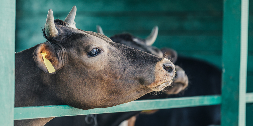 RazomUA - Three new markets for Ukrainian livestock in Algeria — what it means for farmers and exporters