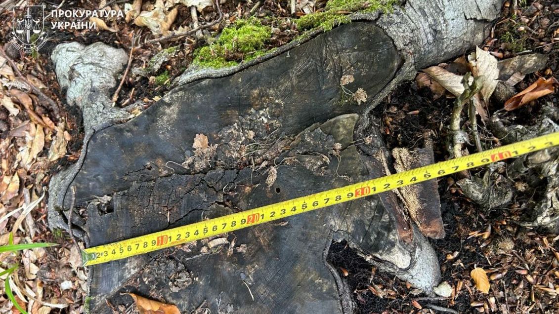 RazomUA - 387 мільйонів за 9000 зрубаних дерев: прокуратура подала рекордний позов проти «Лісів України»