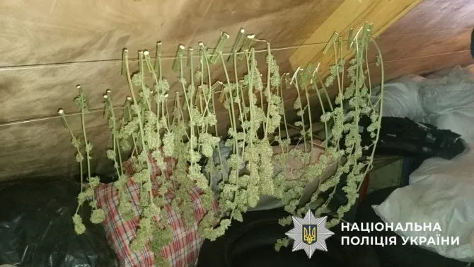 RazomUA - Від насіння до пакета: на Київщині викрили повний цикл вирощування та збуту канабісу