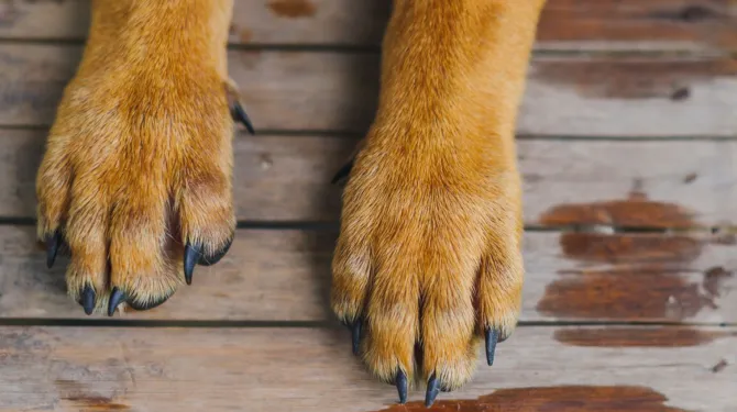 RazomUA - Borodyanка, where 222 dogs died in enclosures, seeks new home for Rudi