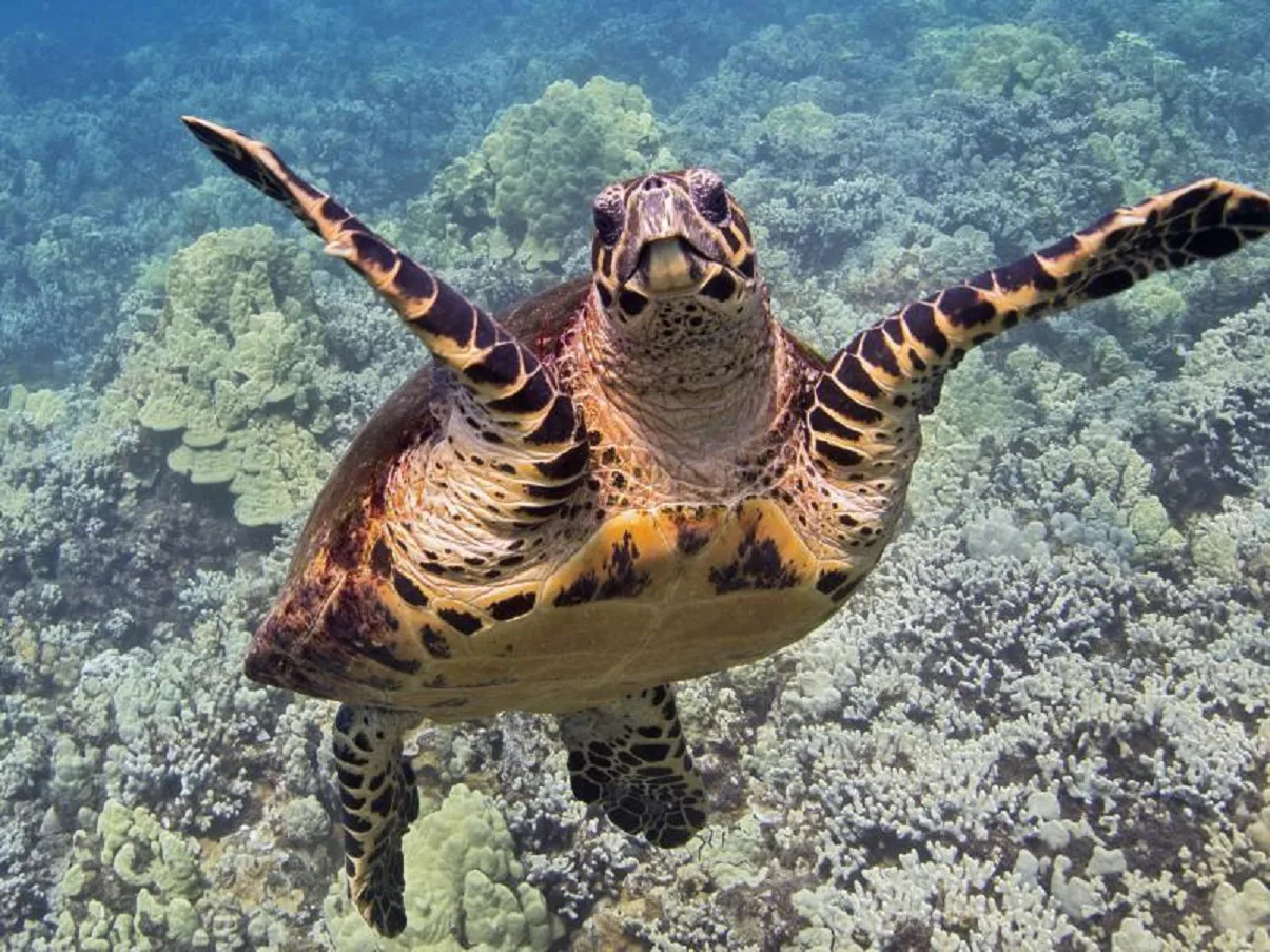 RazomUA - 16 juin : le jour où les tortues, Dublin et les enfants africains se retrouvent dans un même calendrier