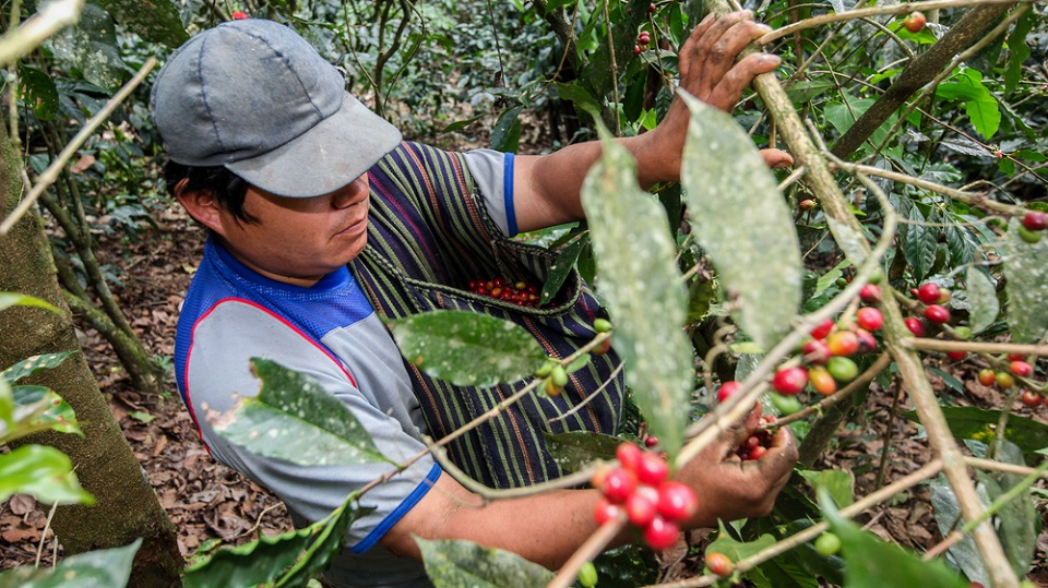 RazomUA - Le climat transforme les plantations de café au Brésil : le robusta supplante l'arabica